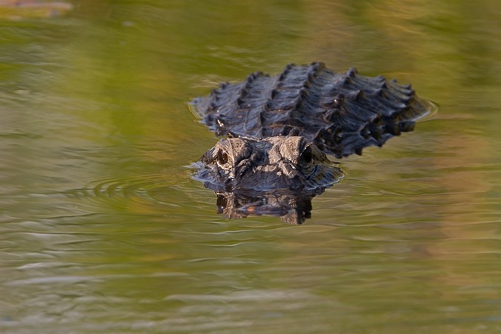Alligator Alligator mississippiensis American Alligator